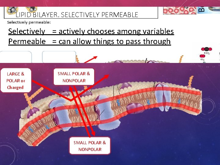 LIPID BILAYER. SELECTIVELY PERMEABLE Selectively = actively chooses among variables Permeable = can allow
