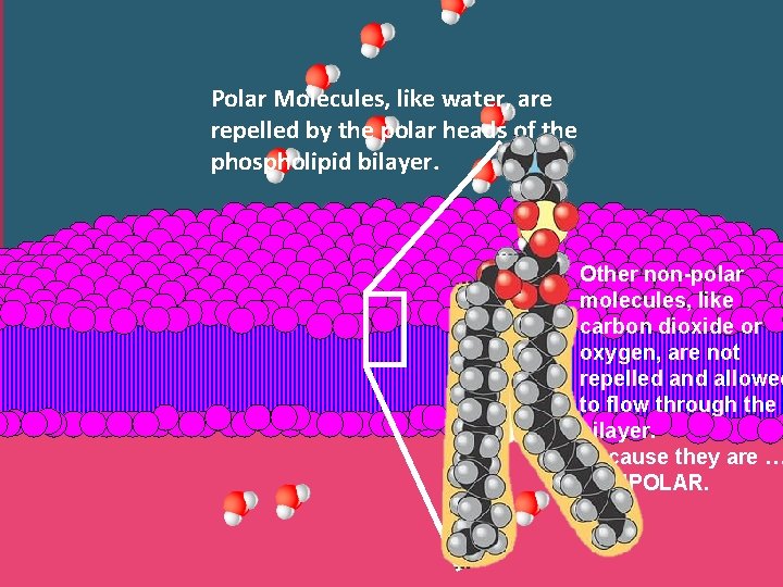 Polar Molecules, like water, are repelled by the polar heads of the phospholipid bilayer.