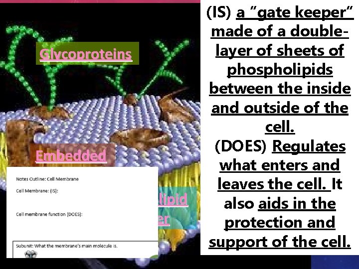 RECALL: PLASMA MEMBRANE (IS) a “gate keeper“ AKA CELL MEMBRANE made of a double-