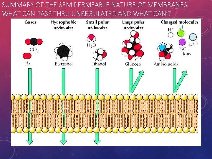 SUMMARY OF THE SEMIPERMEABLE NATURE OF MEMBRANES. WHAT CAN PASS THRU UNREGULATED AND WHAT