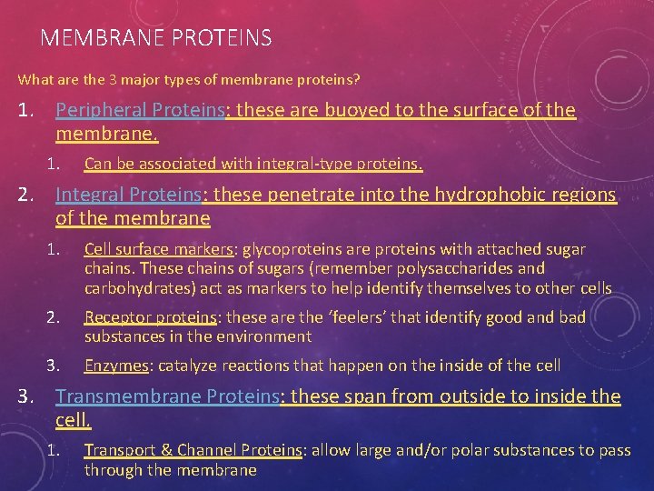 MEMBRANE PROTEINS What are the 3 major types of membrane proteins? 1. Peripheral Proteins: