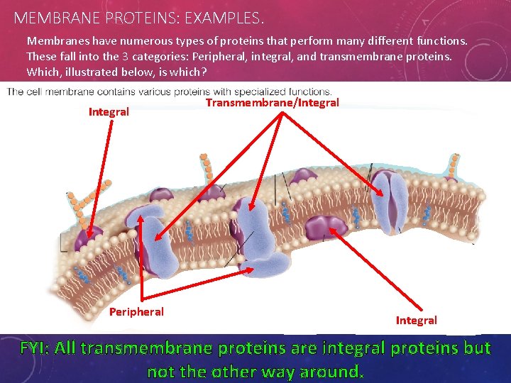 MEMBRANE PROTEINS: EXAMPLES. Membranes have numerous types of proteins that perform many different functions.