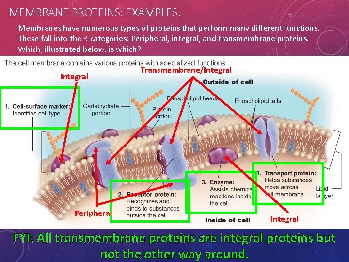 MEMBRANE PROTEINS: EXAMPLES. Membranes have numerous types of proteins that perform many different functions.
