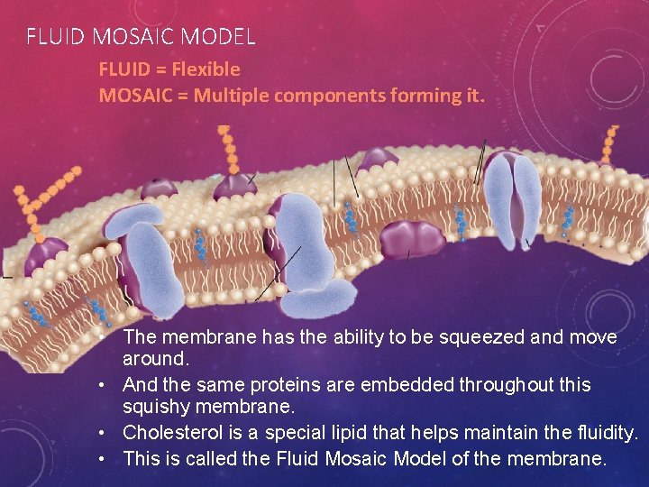 FLUID MOSAIC MODEL FLUID = Flexible MOSAIC = Multiple components forming it. • The