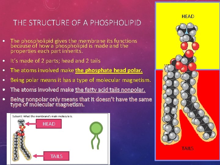 THE STRUCTURE OF A PHOSPHOLIPID HEAD • The phospholipid gives the membrane its functions