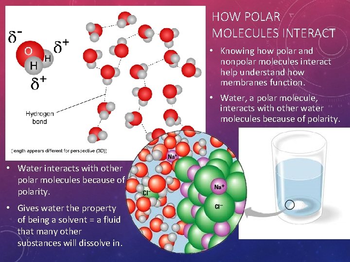 HOW POLAR MOLECULES INTERACT • Knowing how polar and nonpolar molecules interact help understand