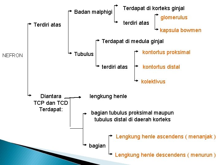 Badan malphigi Terdapat di korteks ginjal terdiri atas Terdiri atas glomerulus kapsula bowmen Terdapat