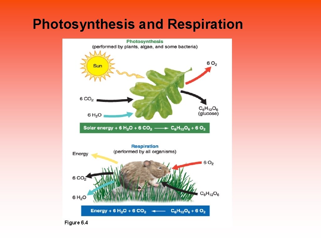 Photosynthesis and Respiration Figure 6. 4 