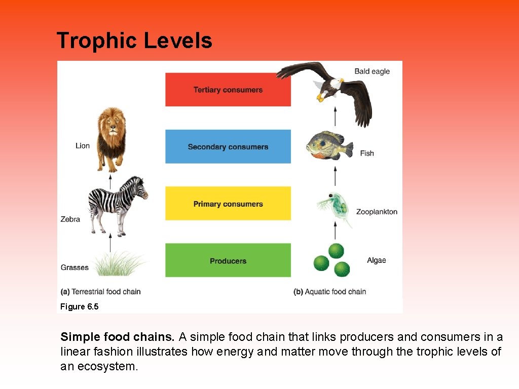 Trophic Levels Figure 6. 5 Simple food chains. A simple food chain that links