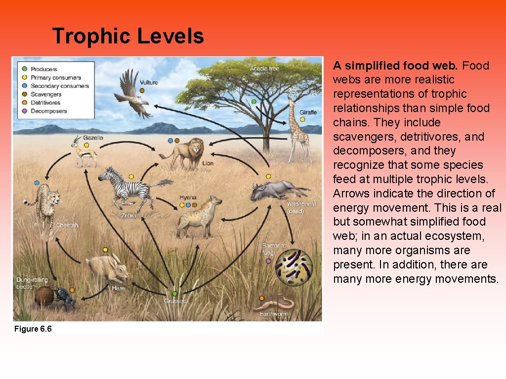 Trophic Levels A simplified food web. Food webs are more realistic representations of trophic