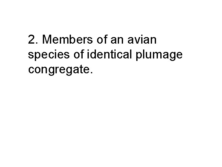 2. Members of an avian species of identical plumage congregate. 