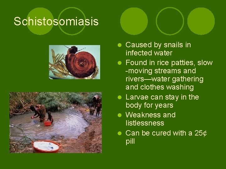 Schistosomiasis l l l Caused by snails in infected water Found in rice patties,