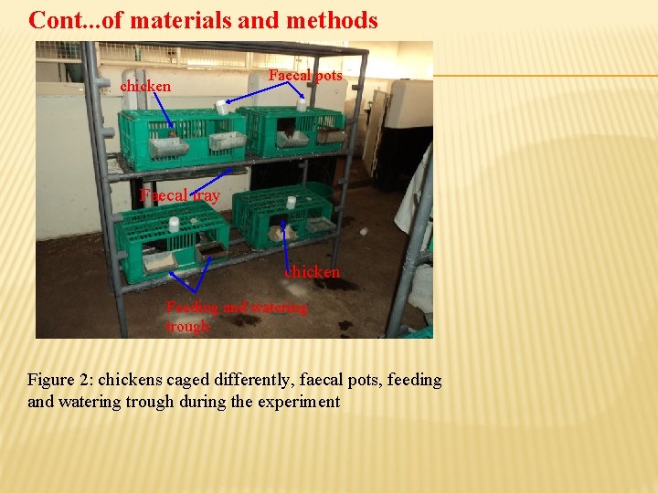 Cont. . . of materials and methods chicken Faecal pots Faecal tray chicken Feeding