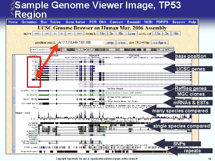 Sample Genome Viewer Image, TP 53 Region base position UCSC genes Ref. Seq genes