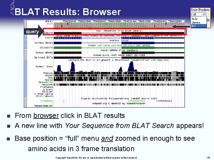 BLAT Results: Browser query n n n From browser click in BLAT results A