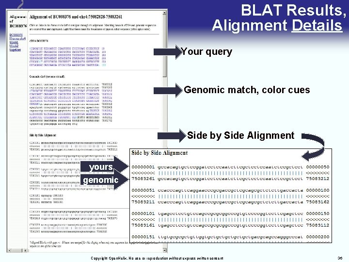 BLAT Results, Alignment Details Your query Genomic match, color cues Side by Side Alignment