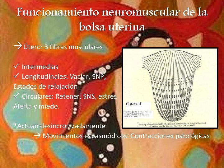 Funcionamiento neuromuscular de la bolsa uterina Útero: 3 fibras musculares ü Intermedias ü Longitudinales: