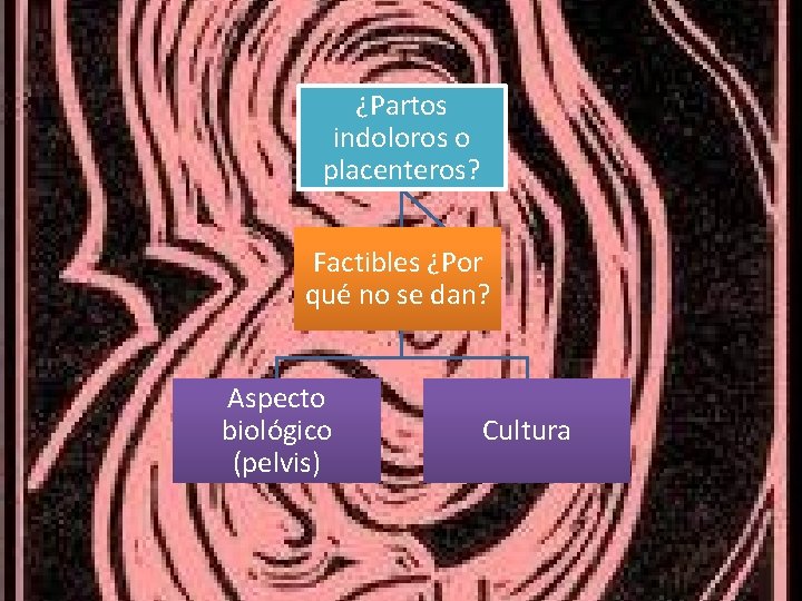¿Partos indoloros o placenteros? Factibles ¿Por qué no se dan? Aspecto biológico (pelvis) Cultura