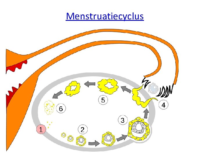 Menstruatiecyclus 