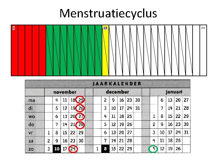Menstruatiecyclus 1 14 28 s 
