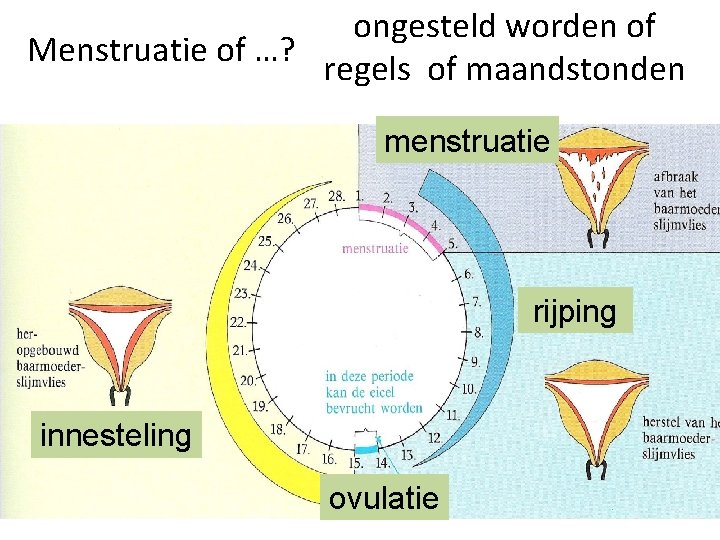 ongesteld worden of Menstruatie of …? regels of maandstonden menstruatie rijping innesteling ovulatie 