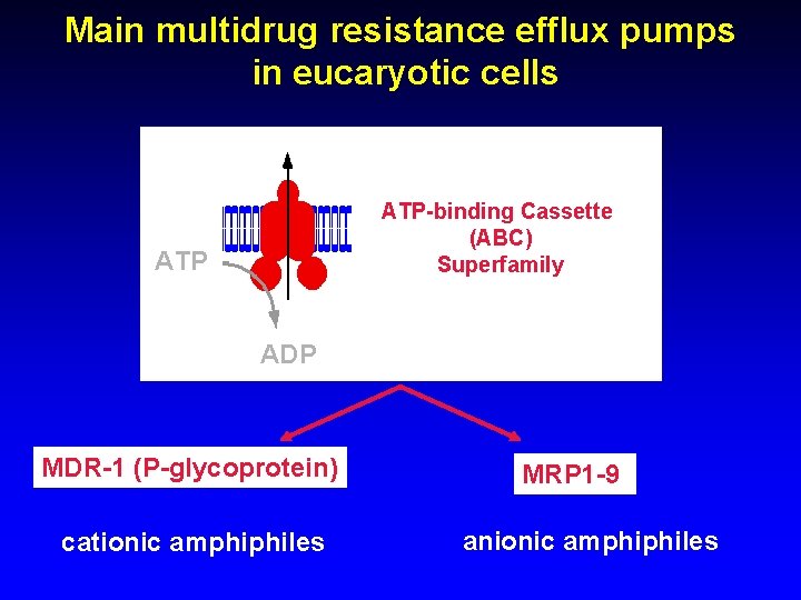 Main multidrug resistance efflux pumps in eucaryotic cells ATP-binding Cassette (ABC) Superfamily ATP ADP