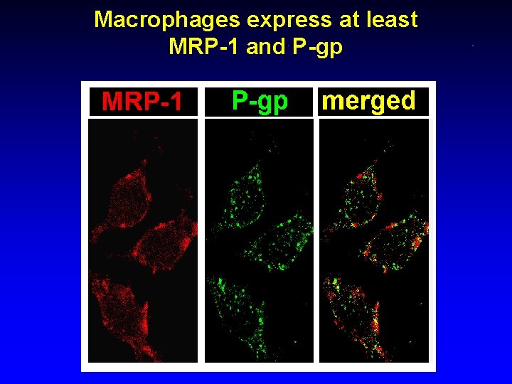 Macrophages express at least MRP-1 and P-gp 