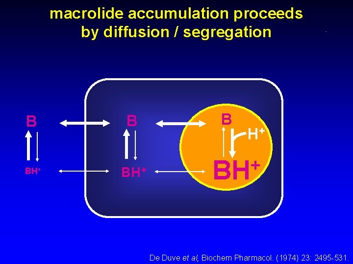 macrolide accumulation proceeds by diffusion / segregation B B BH+ B H+ + BH