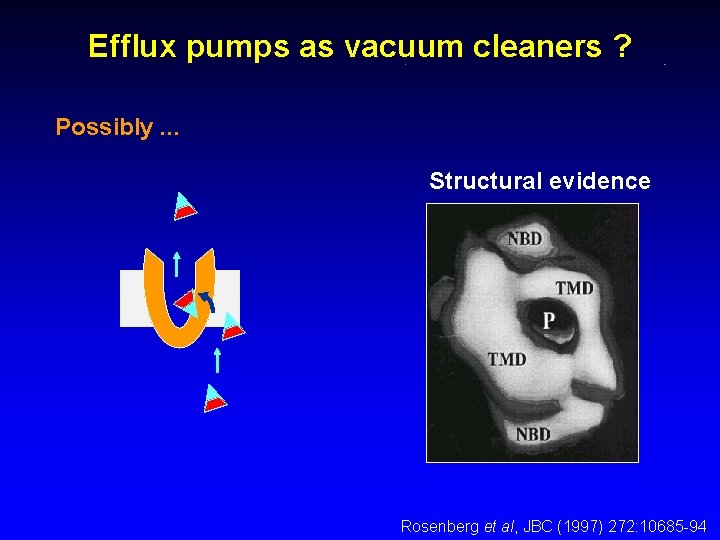 Efflux pumps as vacuum cleaners ? Possibly. . . Structural evidence Rosenberg et al,