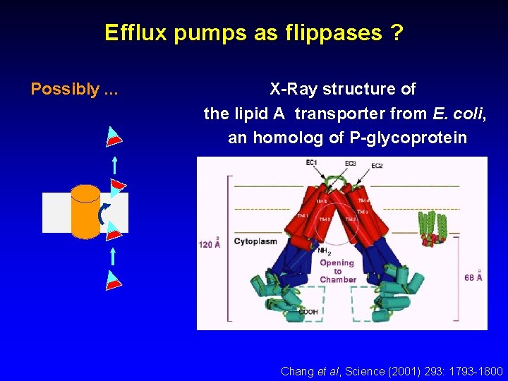 Efflux pumps as flippases ? Possibly. . . X-Ray structure of the lipid A