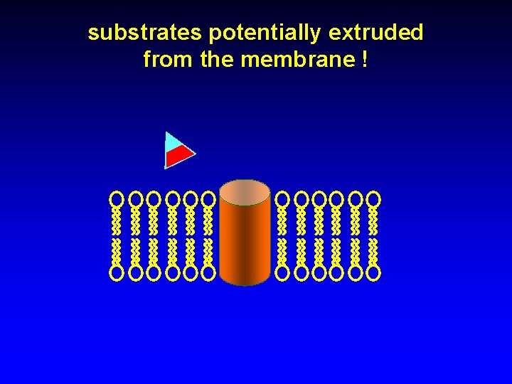 substrates potentially extruded from the membrane ! 