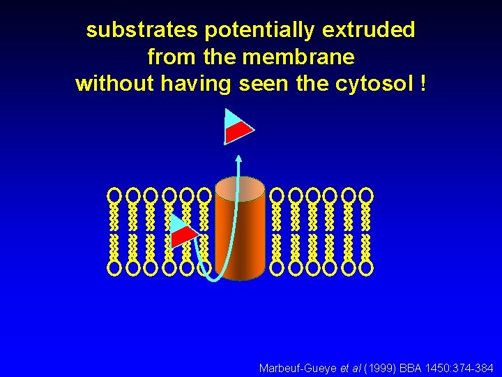 substrates potentially extruded from the membrane without having seen the cytosol ! Marbeuf-Gueye et