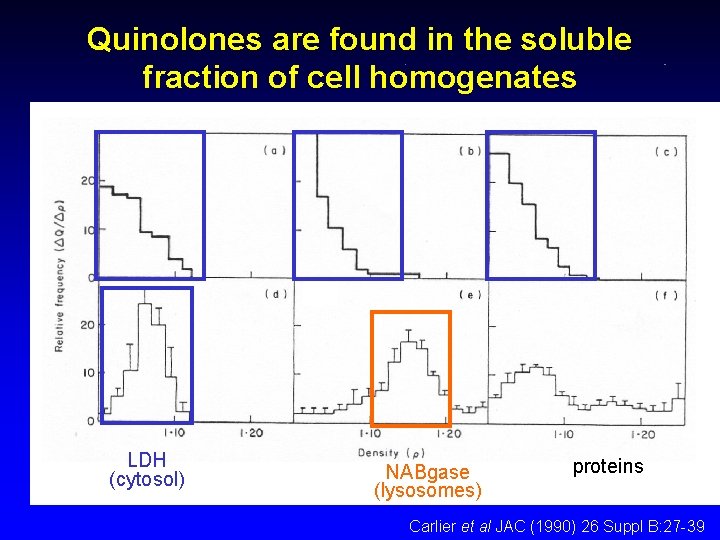 Quinolones are found in the soluble fraction of cell homogenates LDH (cytosol) NABgase (lysosomes)