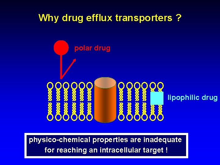 Why drug efflux transporters ? polar drug lipophilic drug physico-chemical properties are inadequate for