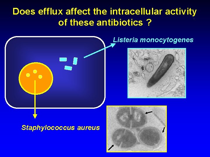 Does efflux affect the intracellular activity of these antibiotics ? Listeria monocytogenes Staphylococcus aureus