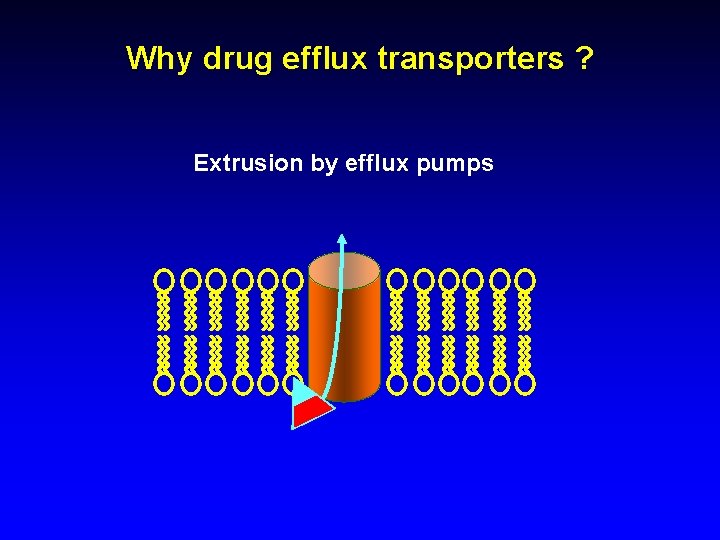 Why drug efflux transporters ? Extrusion by efflux pumps 