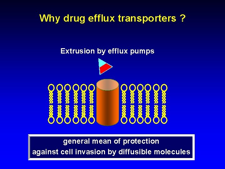 Why drug efflux transporters ? Extrusion by efflux pumps general mean of protection against