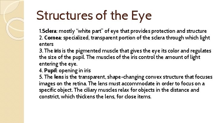 Structures of the Eye 1. Sclera: mostly “white part” of eye that provides protection