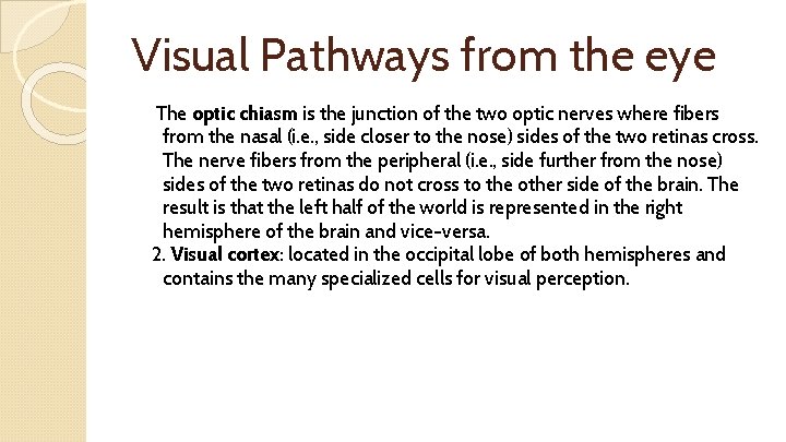 Visual Pathways from the eye The optic chiasm is the junction of the two