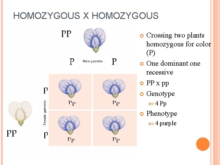 HOMOZYGOUS X HOMOZYGOUS Crossing two plants homozygous for color (P) One dominant one recessive