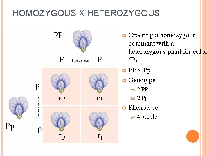 HOMOZYGOUS X HETEROZYGOUS Crossing a homozygous dominant with a heterozygous plant for color (P)