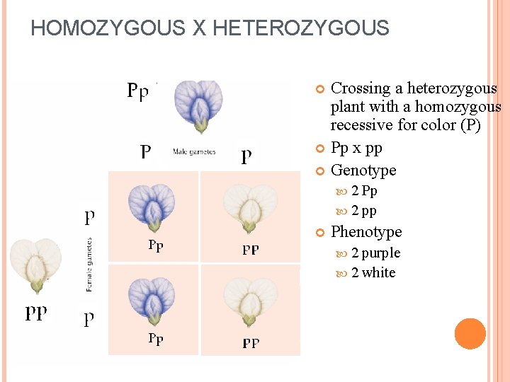 HOMOZYGOUS X HETEROZYGOUS Crossing a heterozygous plant with a homozygous recessive for color (P)