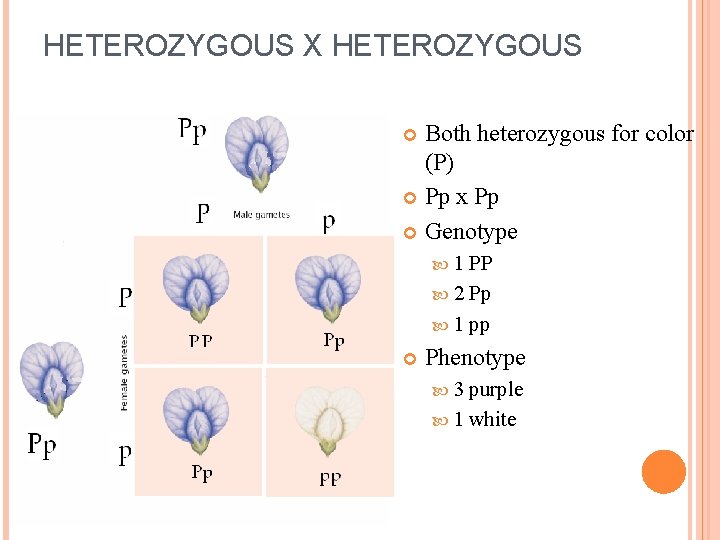 HETEROZYGOUS X HETEROZYGOUS Both heterozygous for color (P) Pp x Pp Genotype 1 PP