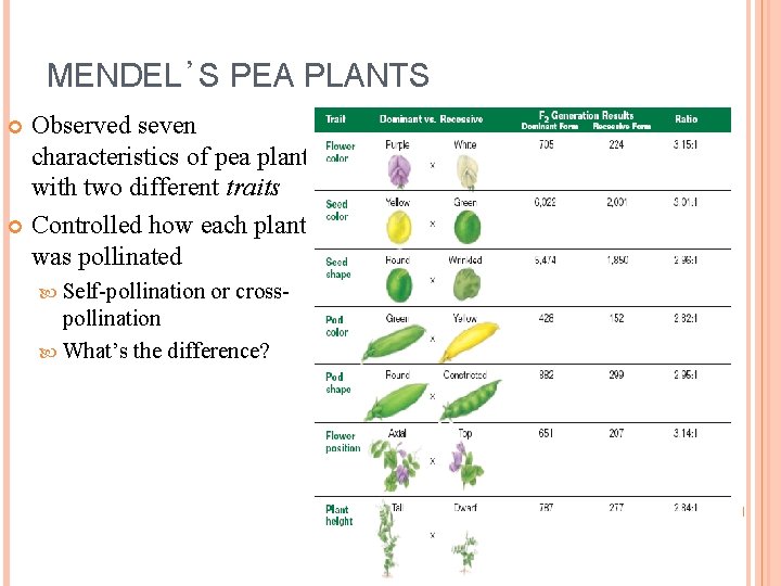 MENDEL’S PEA PLANTS Observed seven characteristics of pea plants with two different traits Controlled