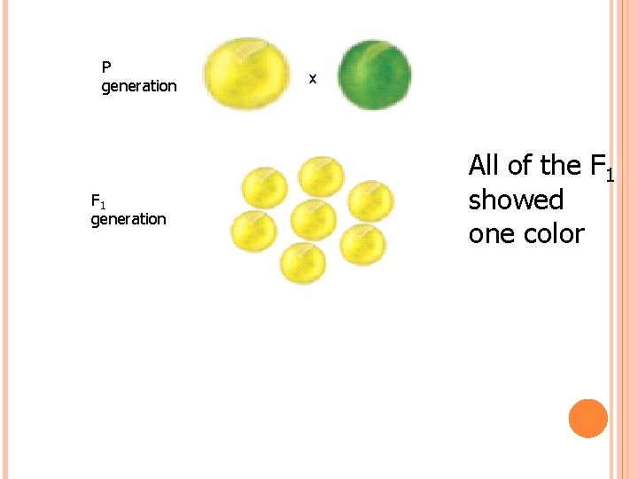 P generation F 1 generation x All of the F 1 showed one color