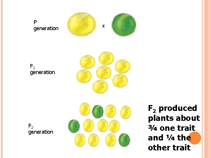 P generation x F 1 generation F 2 produced plants about ¾ one trait