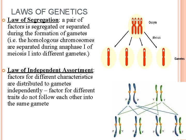 LAWS OF GENETICS Law of Segregation: a pair of factors is segregated or separated