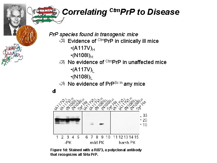 Correlating Ctm. Pr. P to Disease Pr. P species found in transgenic mice Evidence