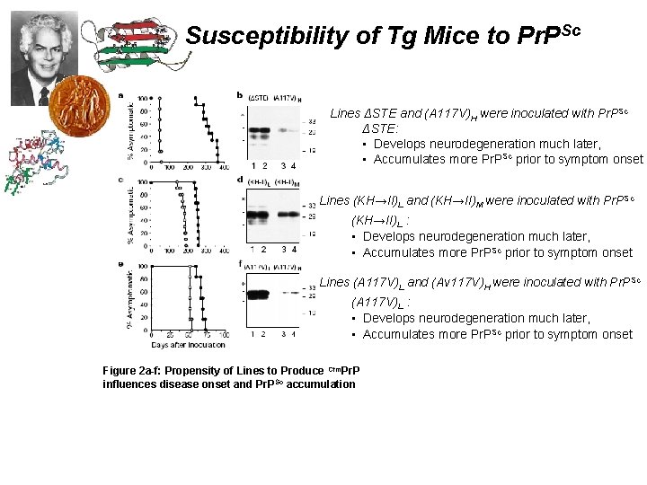 Susceptibility of Tg Mice to Pr. PSc Lines ΔSTE and (A 117 V)H were