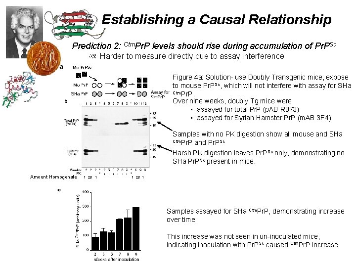 Establishing a Causal Relationship Prediction 2: Ctm. Pr. P levels should rise during accumulation